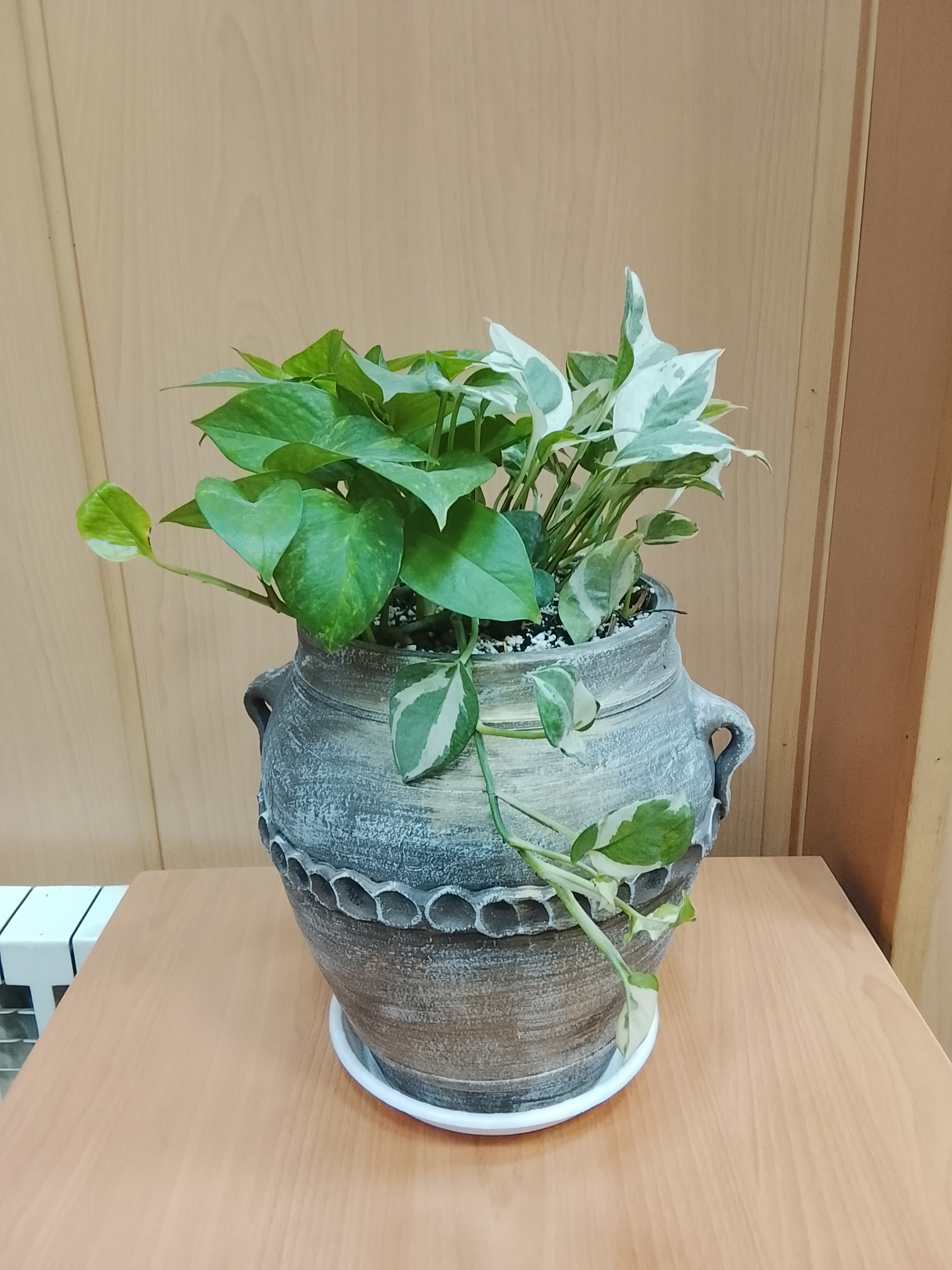 گیاه پتوس با خمره پتینه 30 سانتی