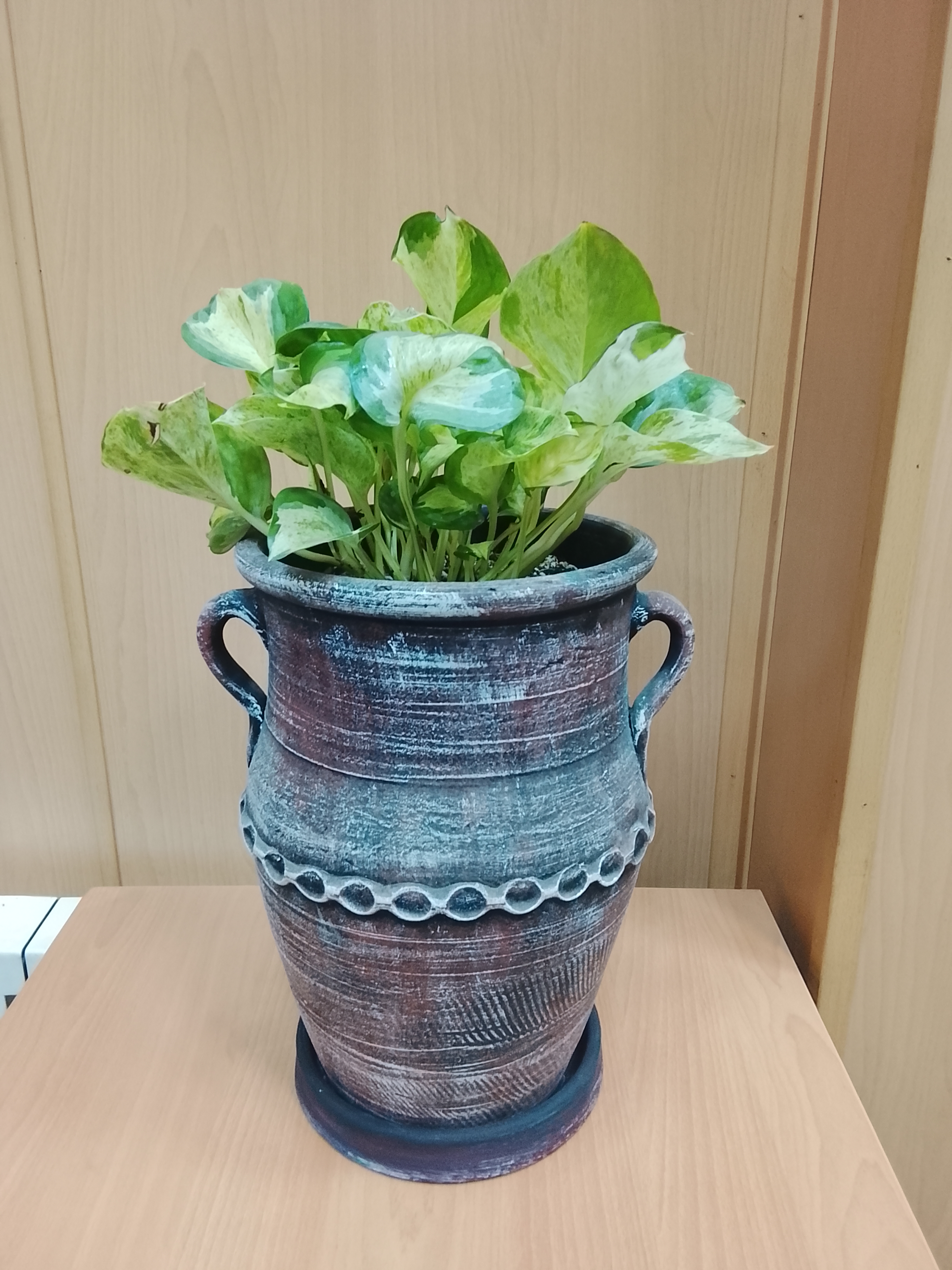 گیاه پتوس منجولا با خمره پتینه 30 سانتی