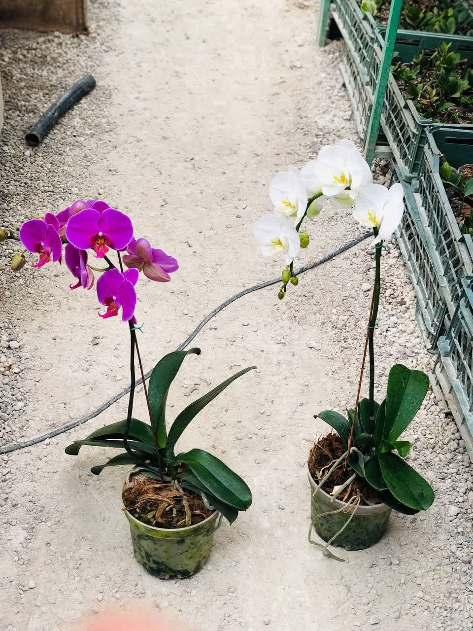 ارکیده