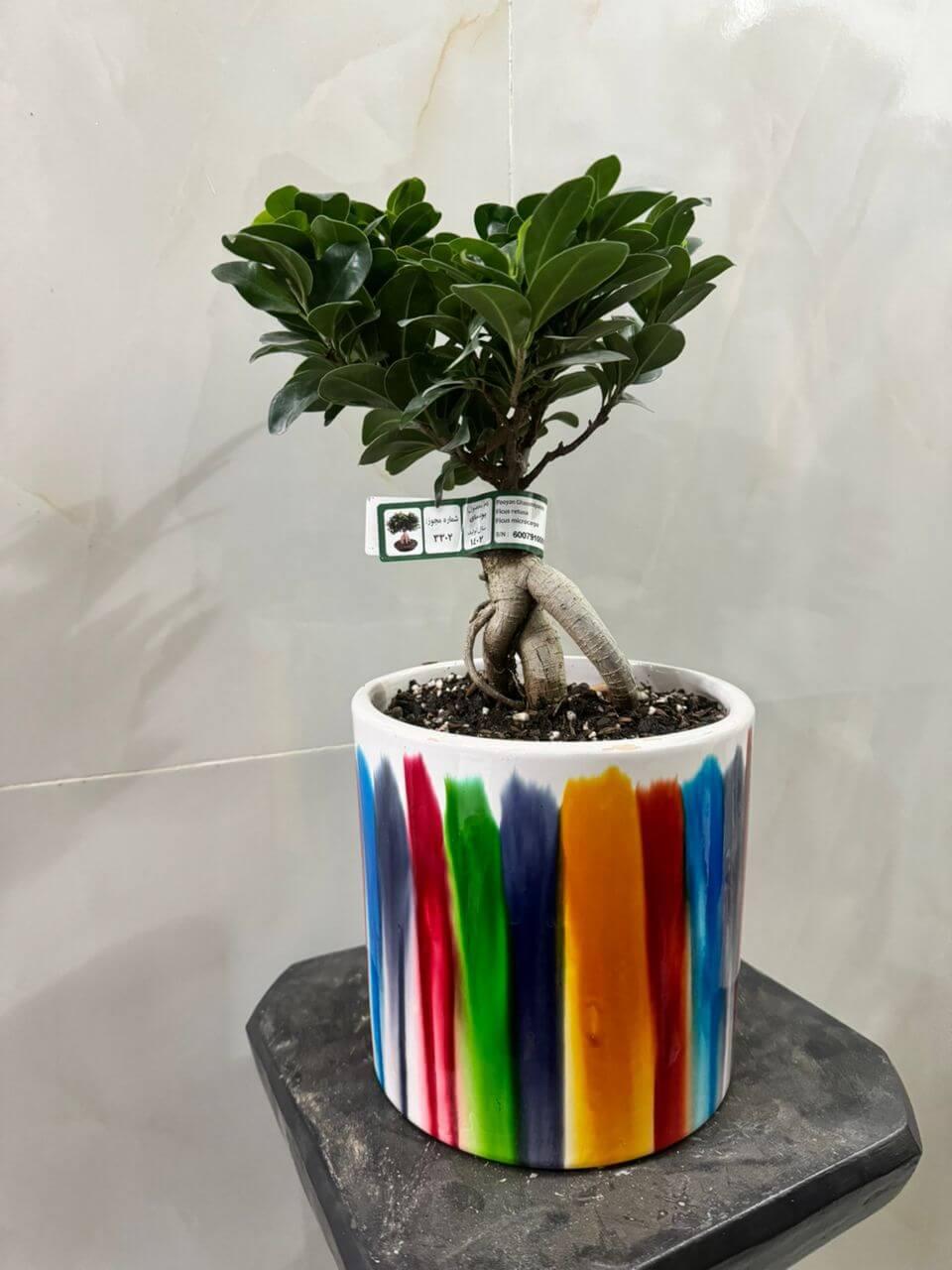 بنسای جنسینگ با گلدان سرامیک