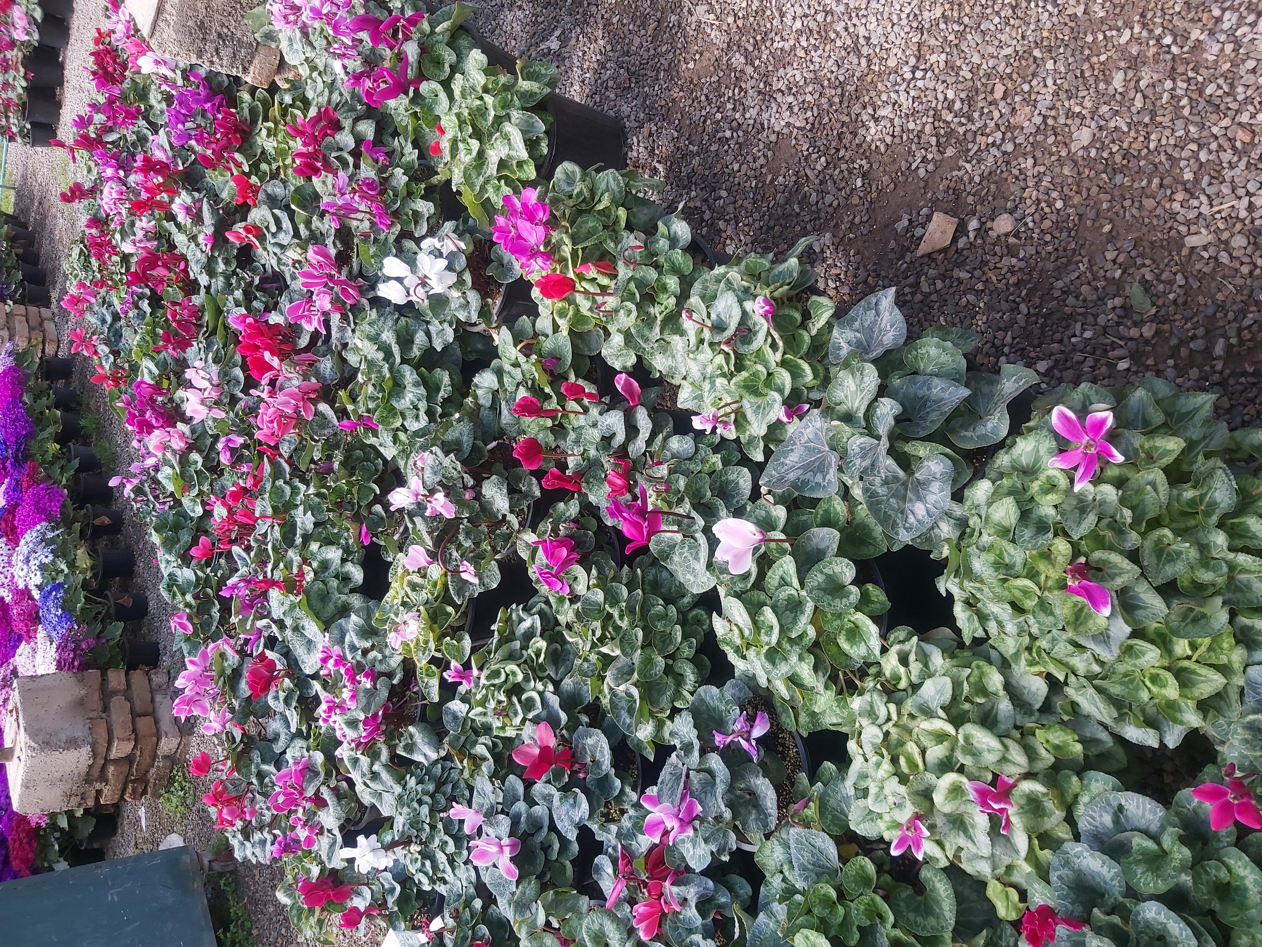سیکلمه
