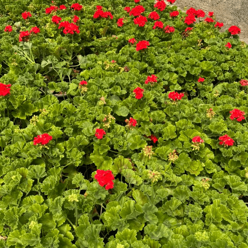 شمعدانی ابلق