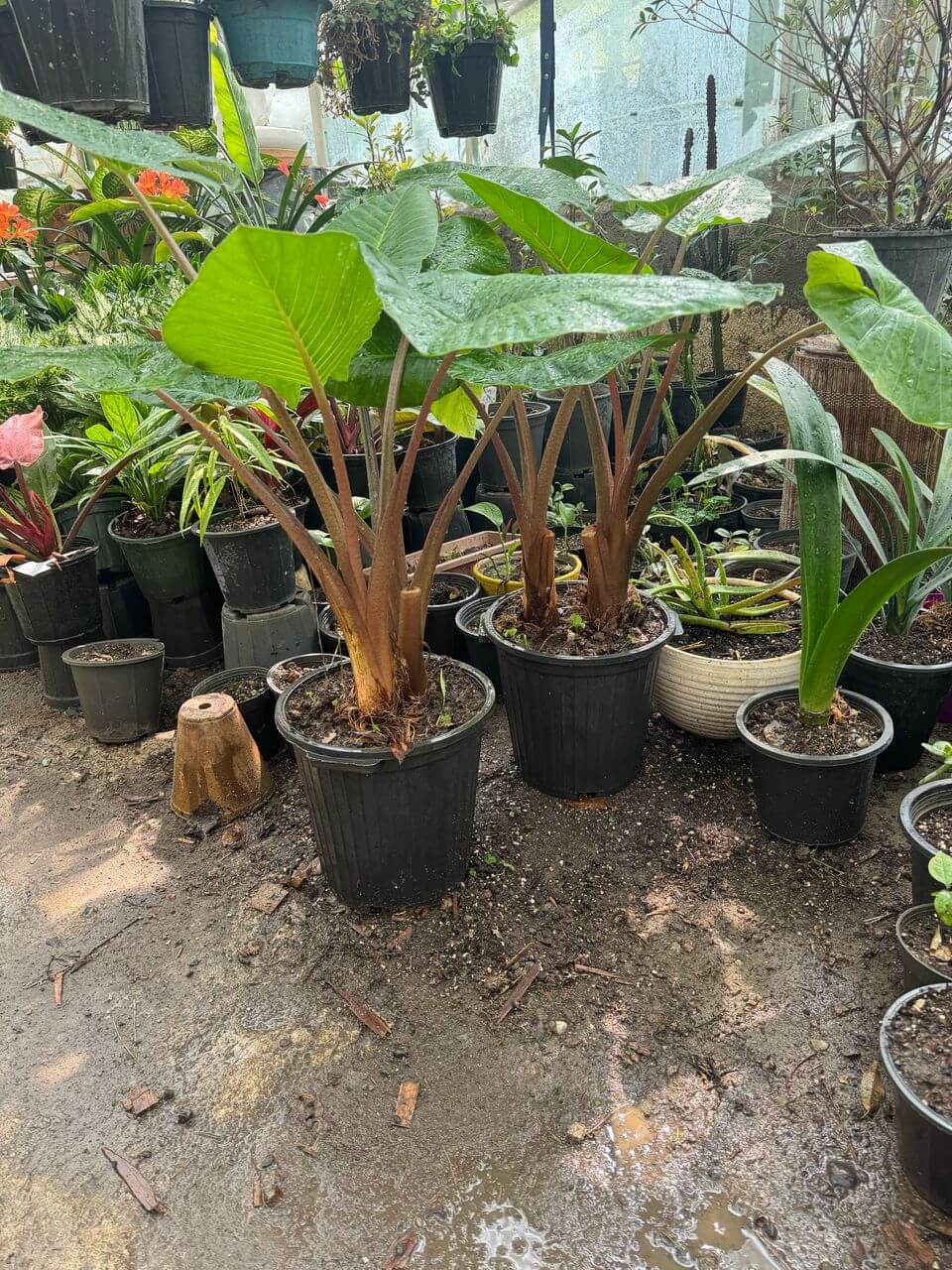 بابا آدم تنه قرمز دو بوته ای