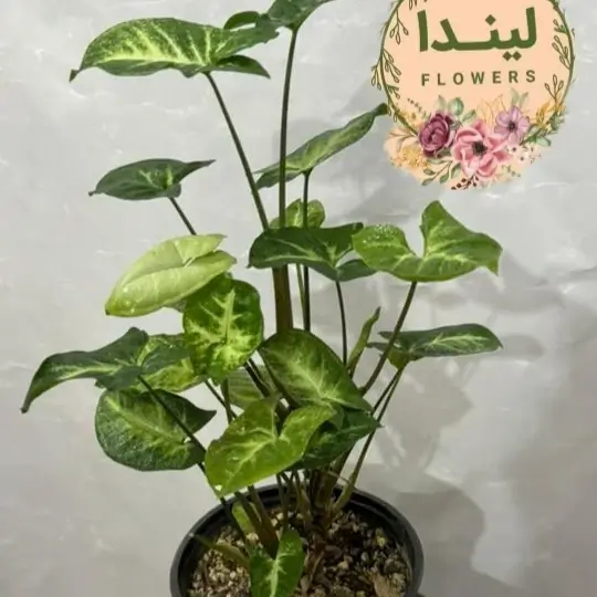 سینگنیوم