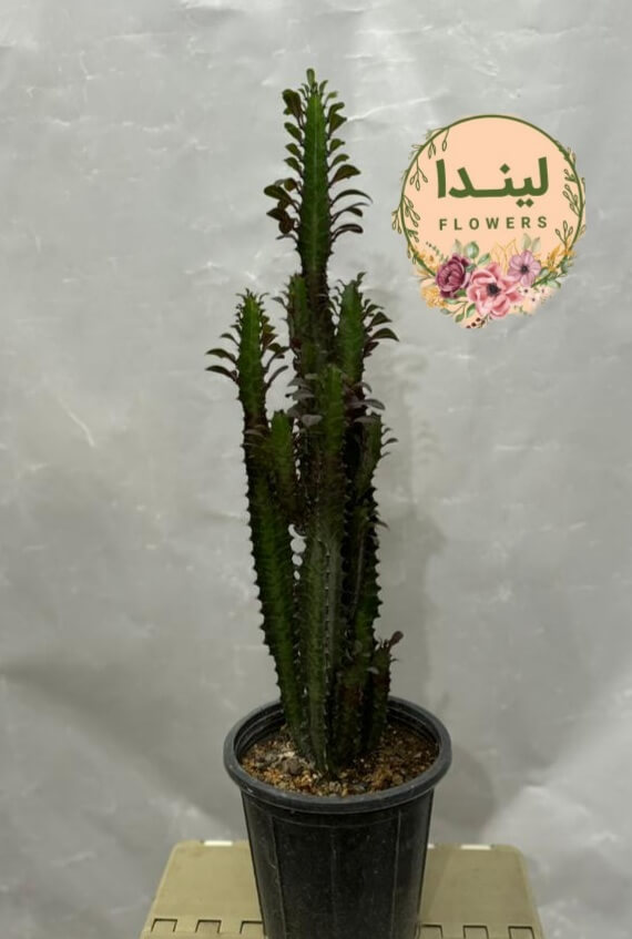 افوربیا قرمز