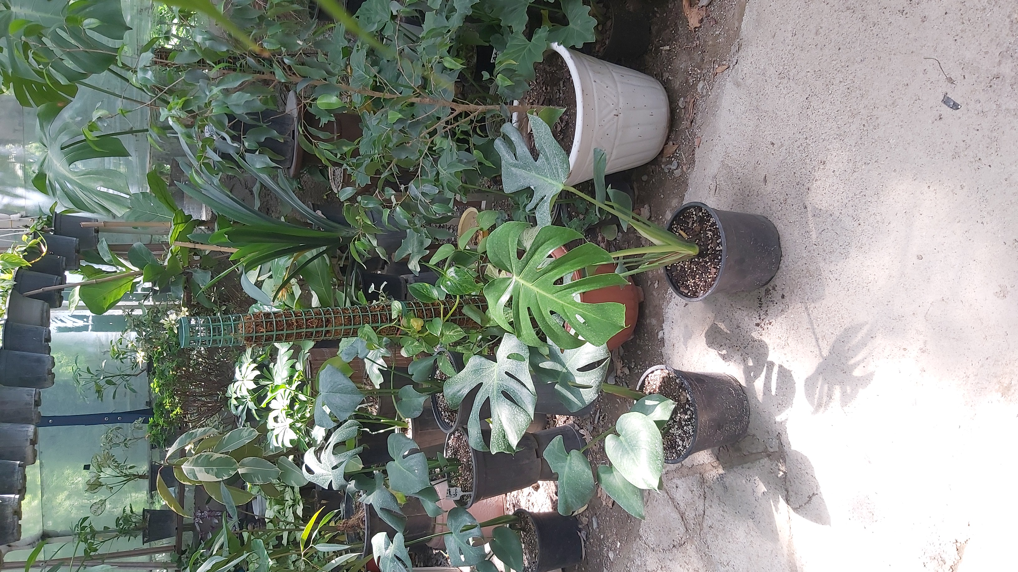 برگ انجیری مانسترا