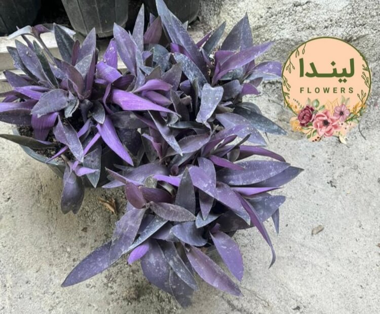 برگ بیدی بنفش