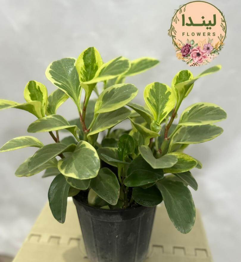 قاشقی ابلق