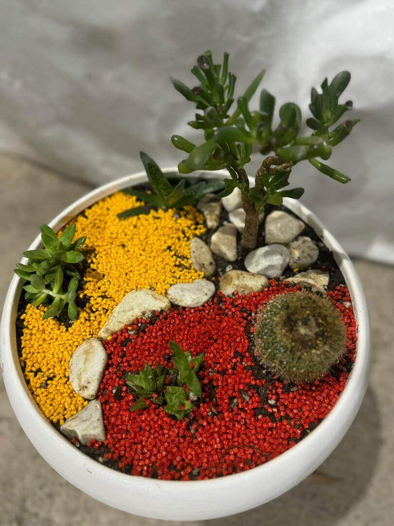 دیش گاردن شماره 1