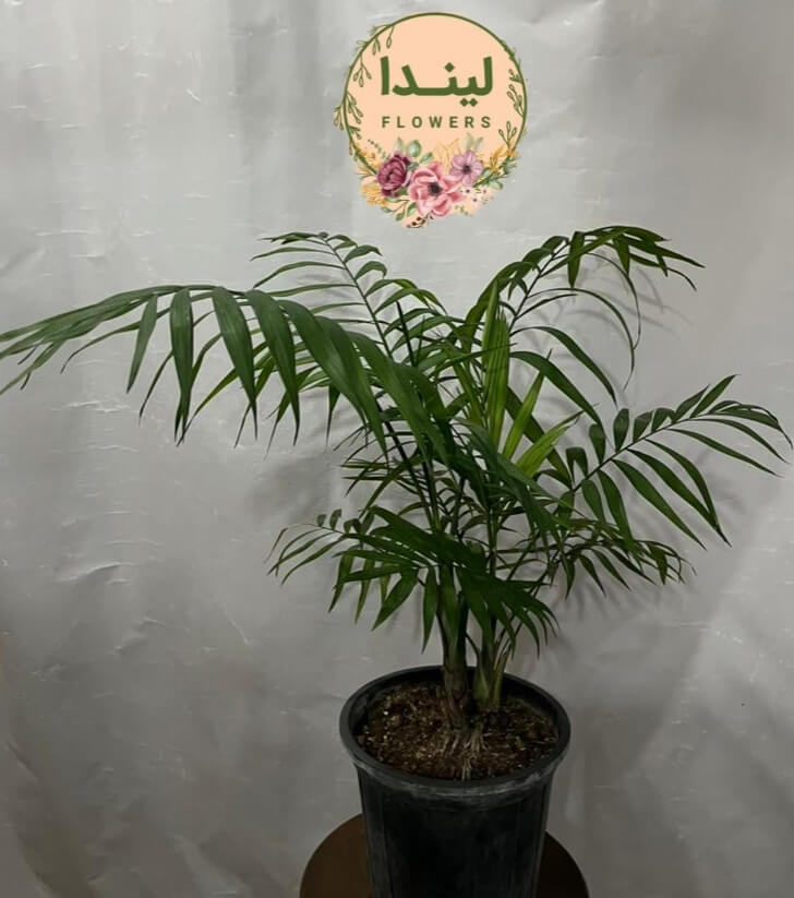 نخل شامادورا