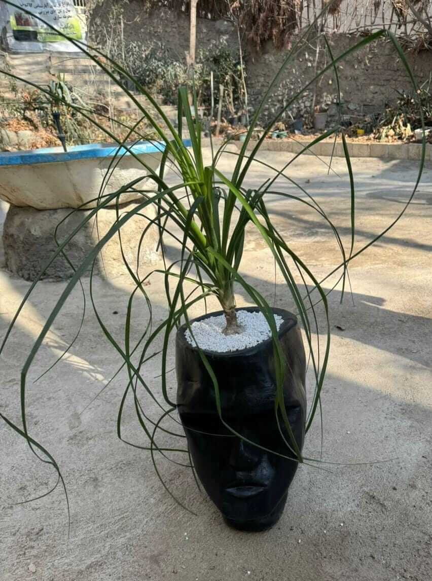 لیندا سایز بزرگ