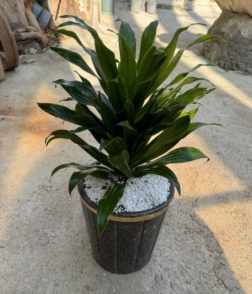 دراسنا کامپکت (با ضمانت)