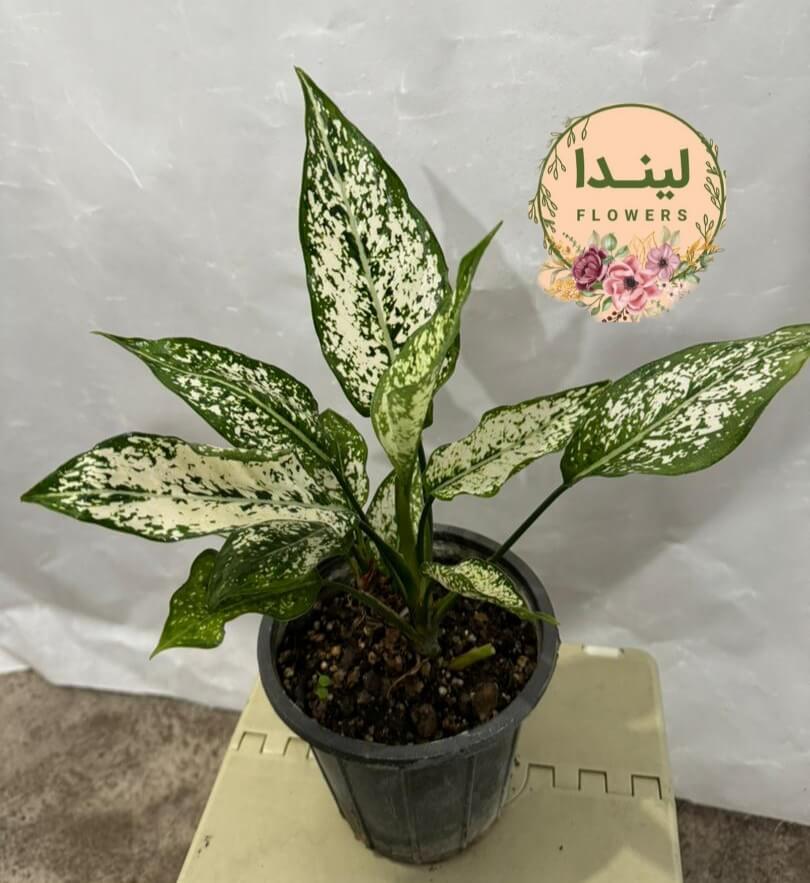 آگلونما برفی