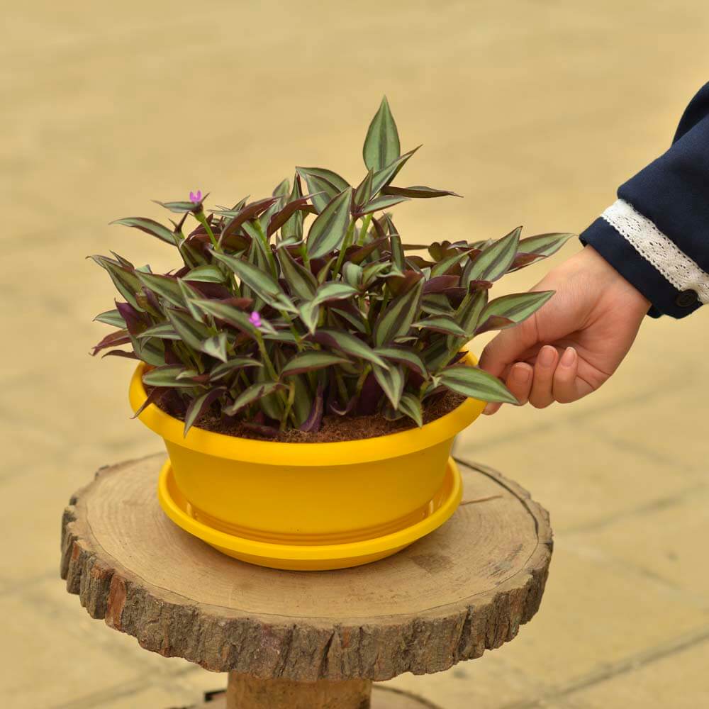 برگ بیدی چشم آهویی