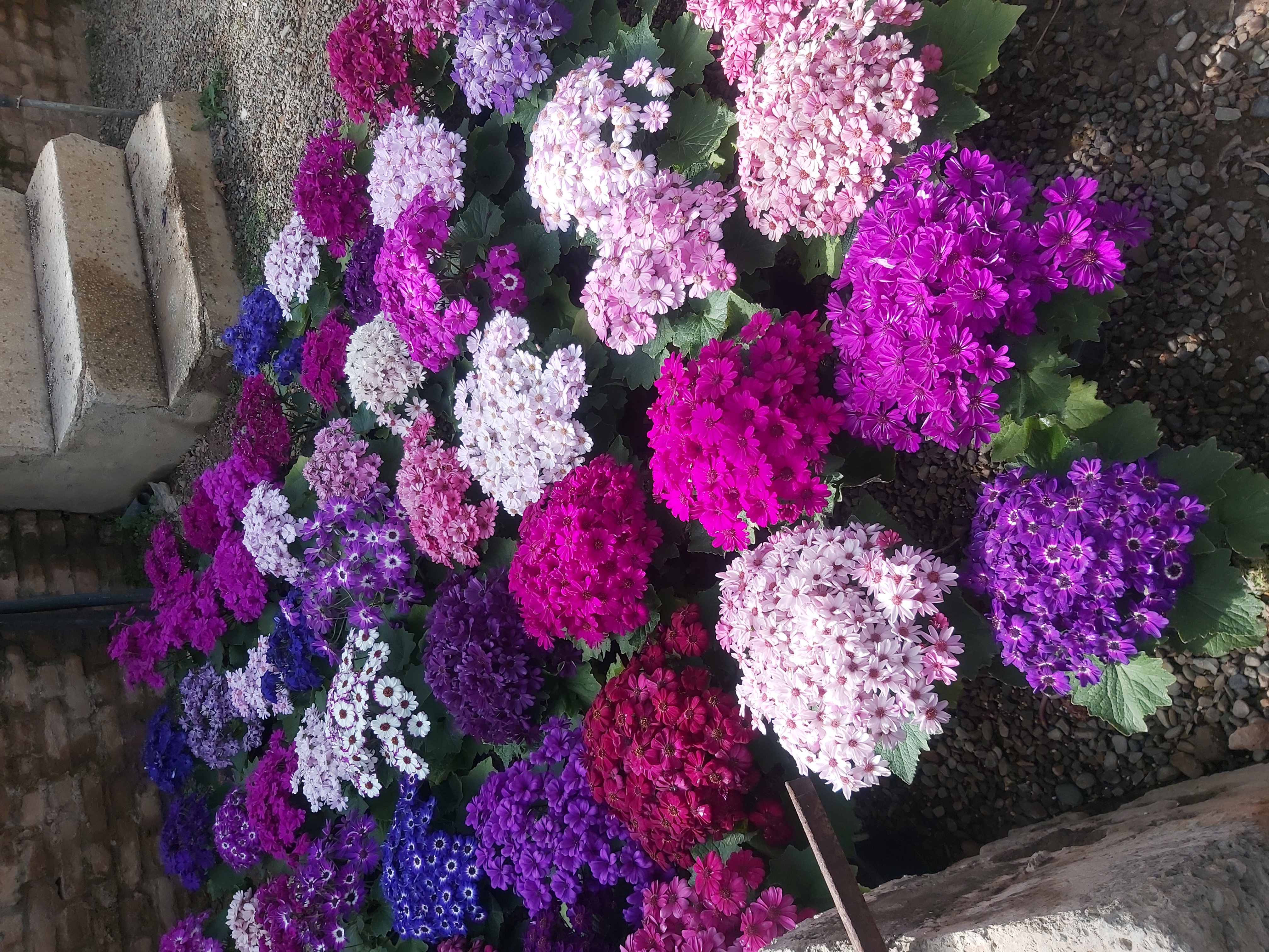 سینره
