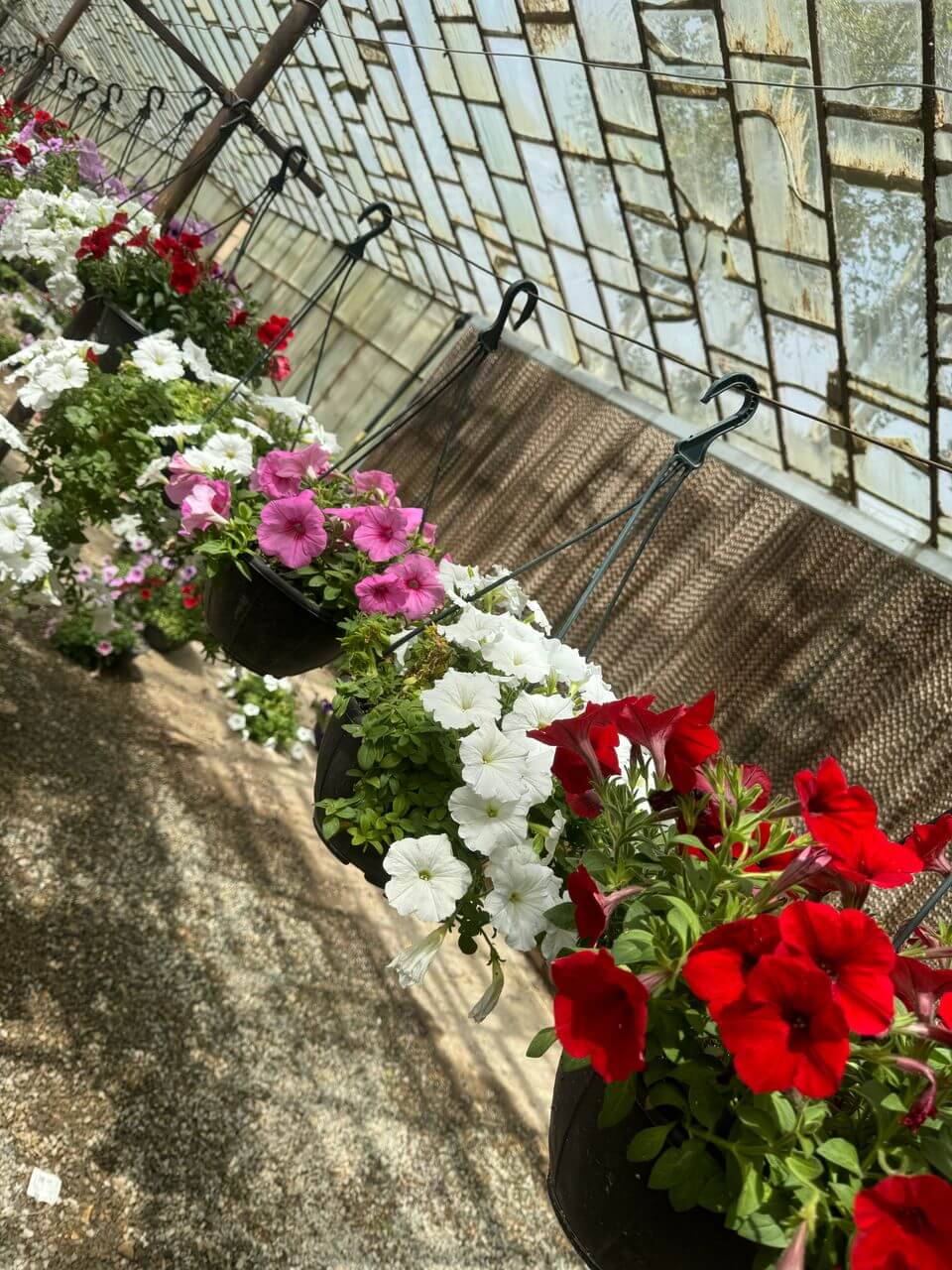 اطلسی