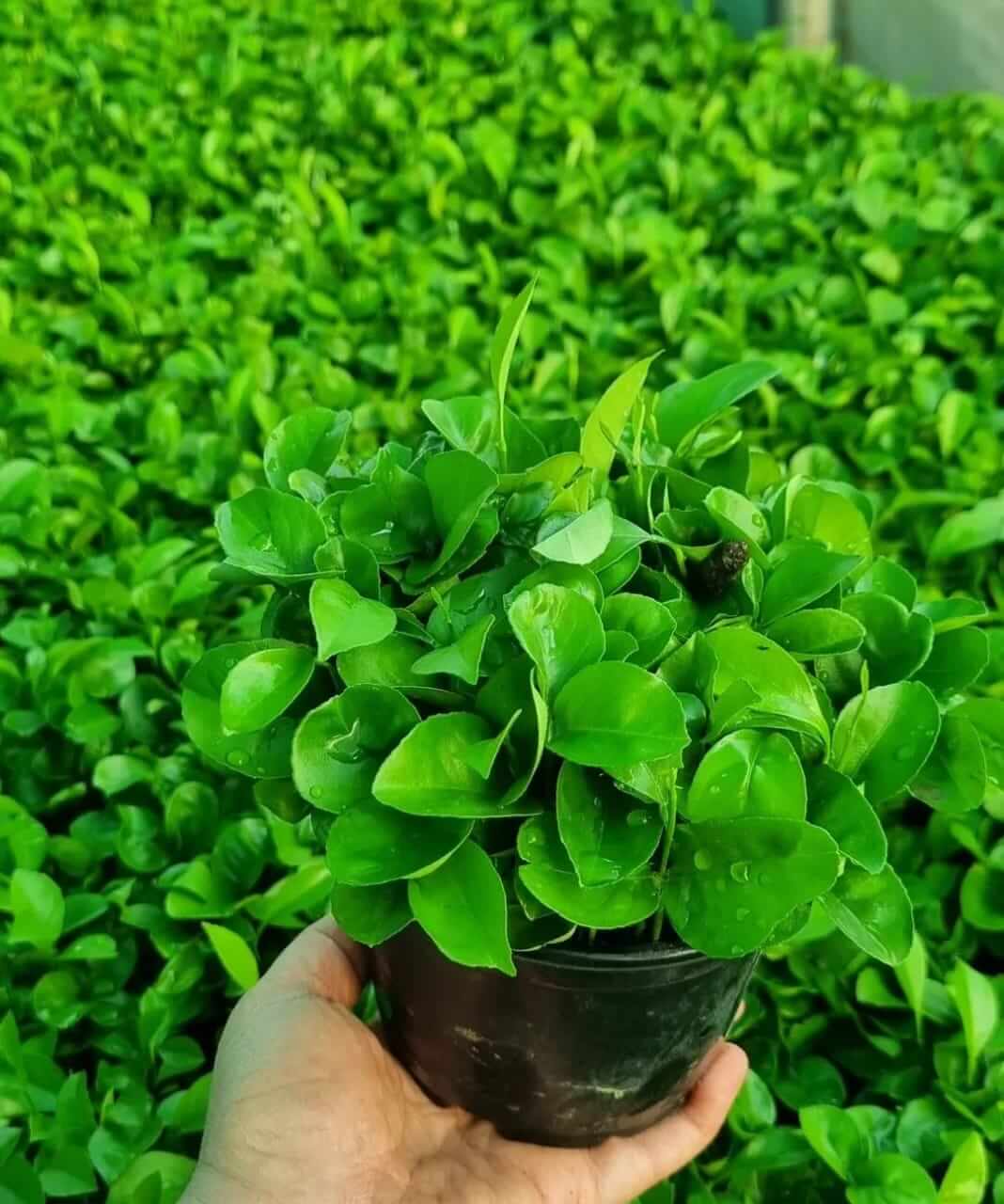 سبزه مرکبات